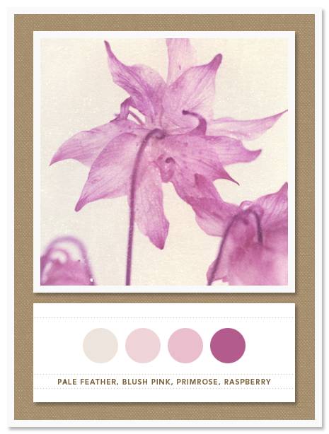 Color Card 024