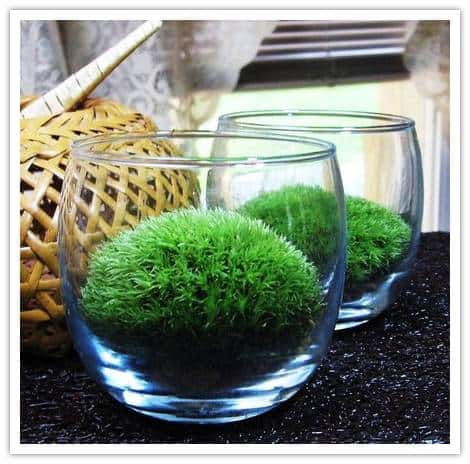 Buy It Yourself Wedding Moss Table Terrariums by Warm Country Meadows