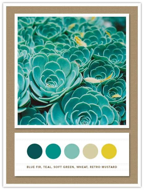 Color Card 058