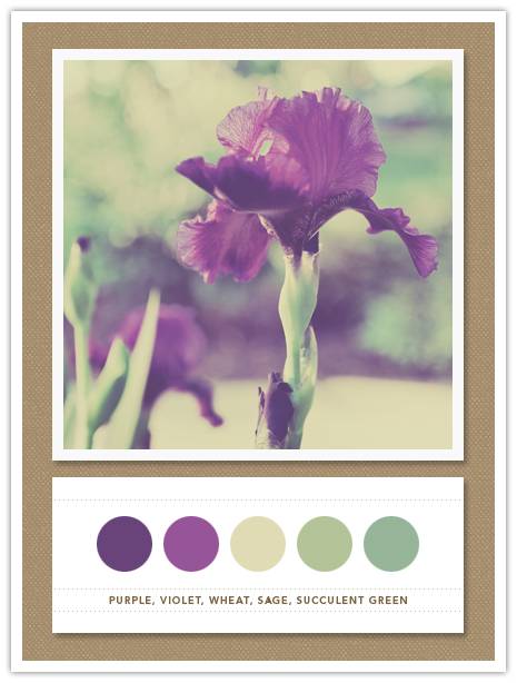 Color Card 079 Purple Violet Wheat Sage Succulent Green
