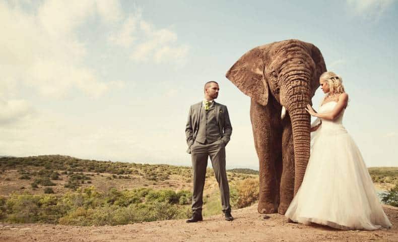 elephant-in-wedding-1024x622