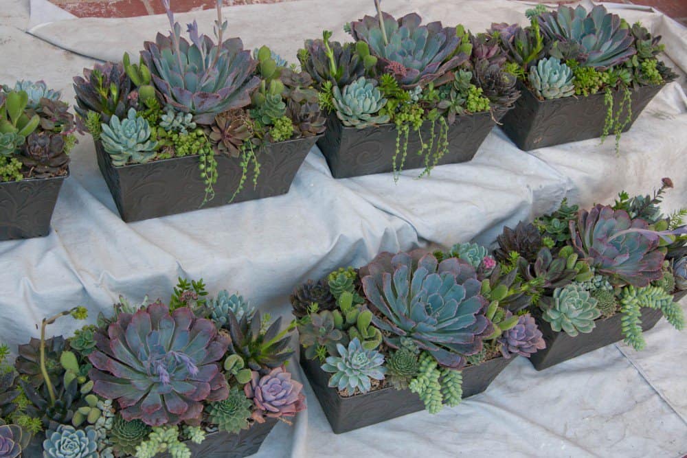Photo by I Dream of Succulents | idreamofsucculents.com