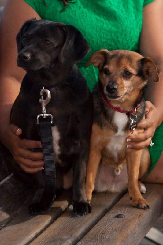 It Wasn't Just Puppy Love