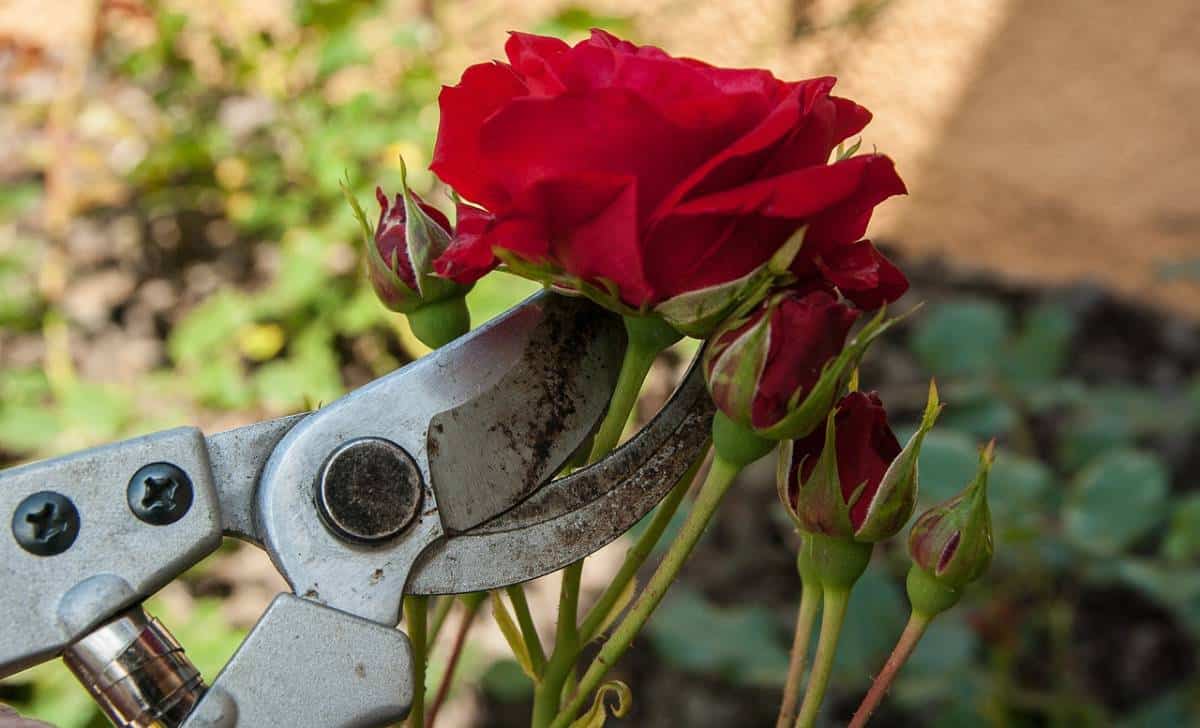 DIY Method For Preserving Your Wedding Roses 13