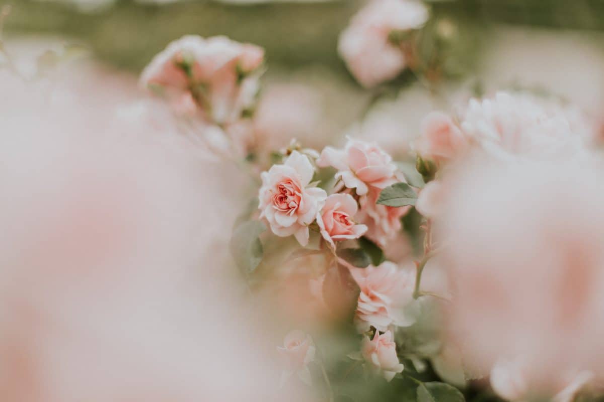 Garden Wedding Decor Every Outdoor Bash Needs