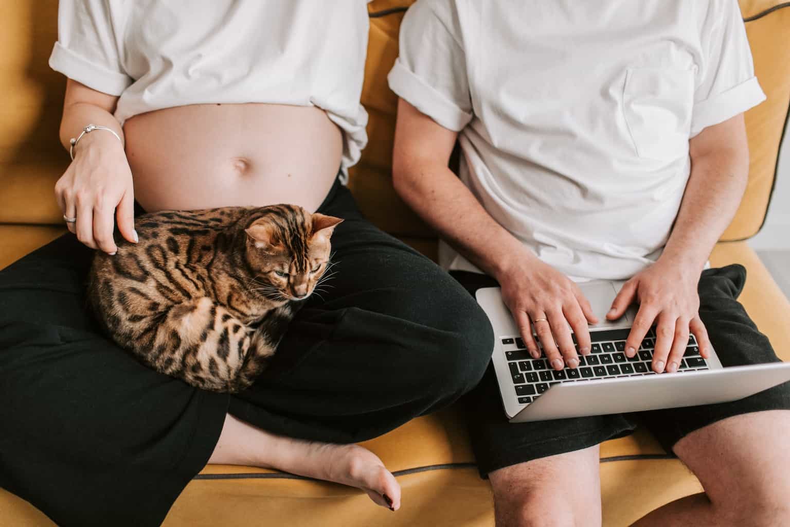 Free stock photo of at home, baby, cat