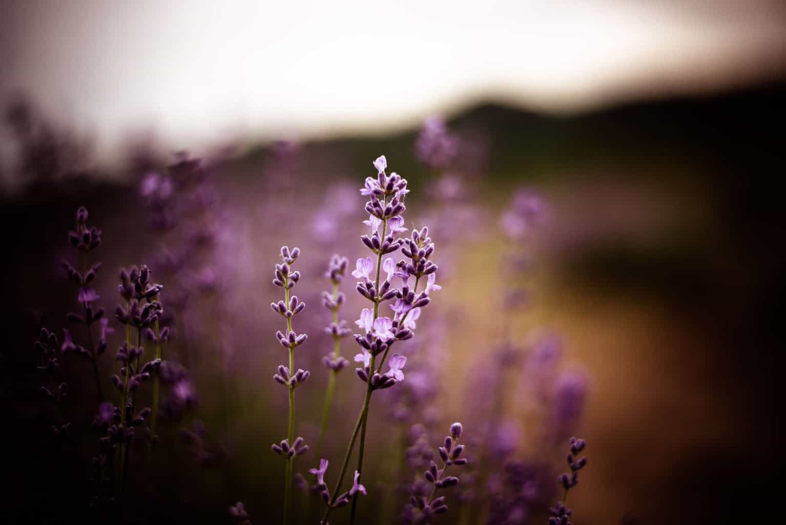 Lavander flower in the field.